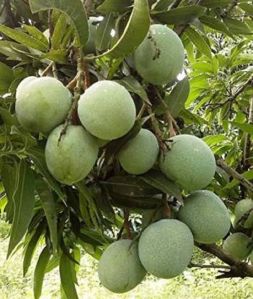 Ramkela Mango Plants