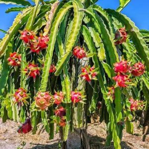 red dragon fruit plants