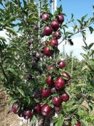 Red Velox Apple Plants