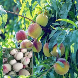 Saharanpur Peach Plants