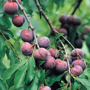 Santa Rosa Plum Plants