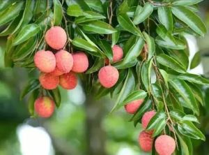 Scented Litchi Plants