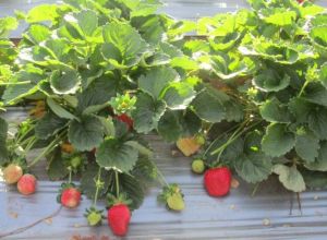 Strawberry Plants