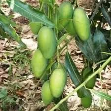 Surya Mango Plants