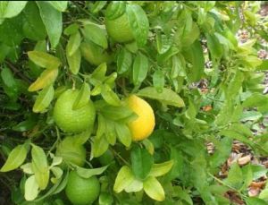 Sweet Lime Plants