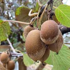 Tomuri Kiwi Plants