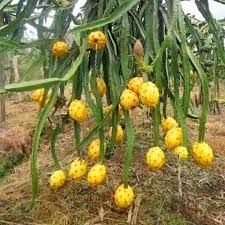 Yellow Dragon Fruit Plants