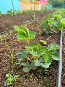 M2 Strawberry Plant