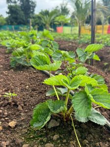 Nabila Strawberry Plant