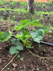 SA Strawberry Plant