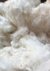 Raw Cotton