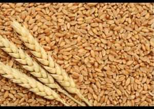 Wheat Grain