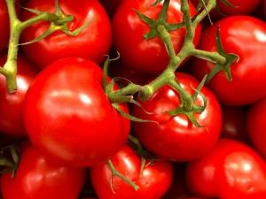 Tamil Nadu Indian Fresh Tomato