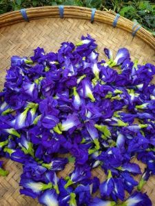 Butterfly pea flower dried