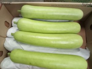 Bottle Gourd