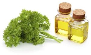 Parsley Seed Oil