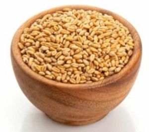 Sharbati Wheat Seeds