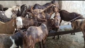 Sirohi Goat