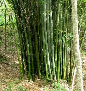 Bamboo Poles