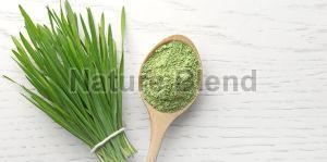 Wheat Grass Powder