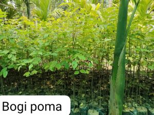 bogi poma plants