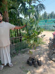 Red Sandalwood Plant