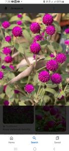 Fresh flowers gomphrena