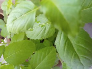 Tulsi Leaf