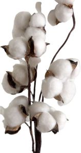 Cotton