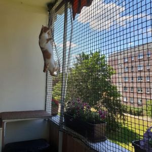 Cat's safety nets