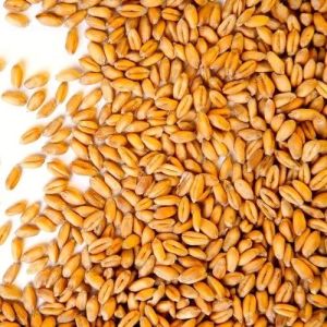 Durum Wheat Seeds