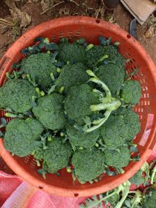 Fresh Broccoli