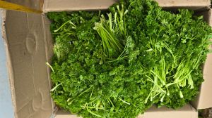 Fresh parsley