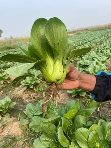 Pakchoi