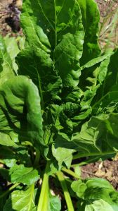 swiss chard