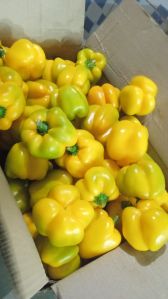 Yellow Capsicum