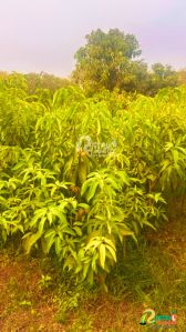 Pusa Deepshikha Mango Plant