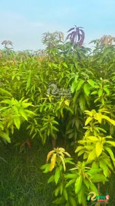 Pusa Pratibha Mango Plant