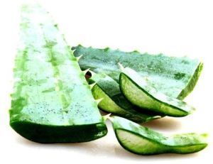 Fresh Aloe Vera Leaf