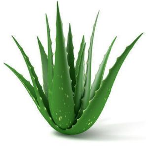 Natural Aloe Vera Leaf