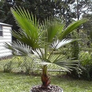 Washingtonia Palm Trees