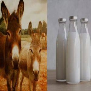 Premium Quality Donkey Milk