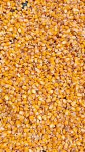 Yellow Corn