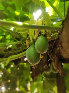 Sweet Granadilla