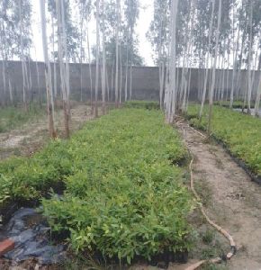 eucalyptus plants