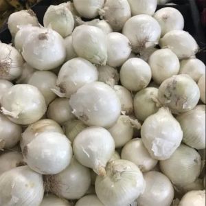 A Grade White Onion