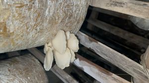 Oyster Mushroom