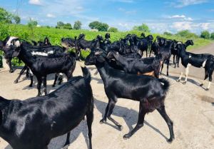 30 usmanabadi goats