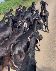 30Usmanabadi goat sale