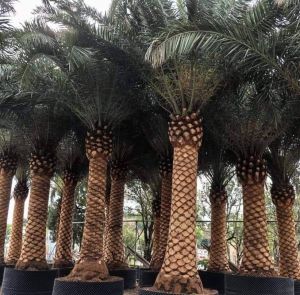 Date Palm